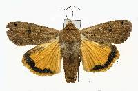 Noctua pronuba image