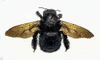 Xylocopa sonorina image