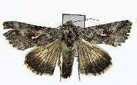 Autographa californica image