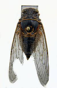 Image of Okanagana arboraria
