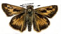 Atalopedes campestris image
