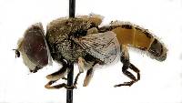 Eristalis arbustorum image