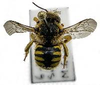 Anthidium manicatum image