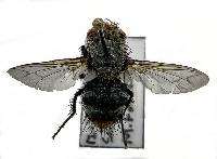 Peleteria anaxias image