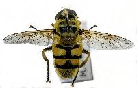 Myathropa florea image