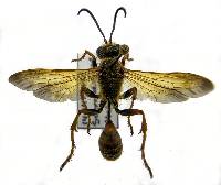 Isodontia elegans image