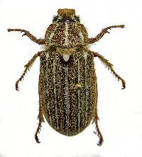 Polyphylla decemlineata image