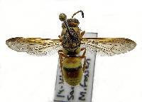 Euodynerus pratensis image