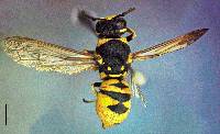 Image of Euodynerus exoglyphus
