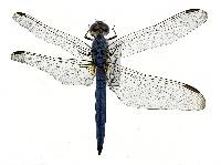Pachydiplax longipennis image