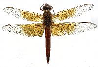 Image of Libellula saturata