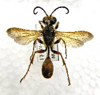 Isodontia elegans image