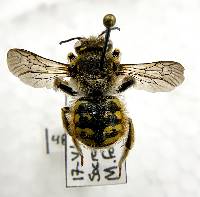 Anthidium manicatum image