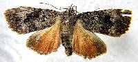 Image of Amphipyra pyramidoides