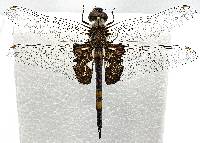 Tramea lacerata image