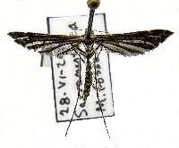 Image of Anstenoptilia marmarodactyla