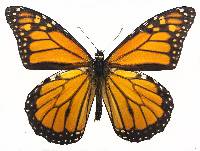 Image of Danaus plexippus