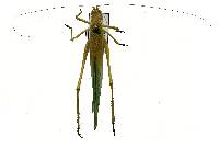 Scudderia furcata image
