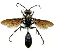 Isodontia philadelphica image