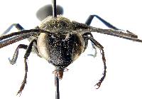 Isodontia philadelphica image