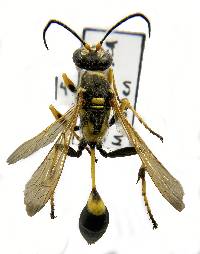 Sceliphron caementarium image
