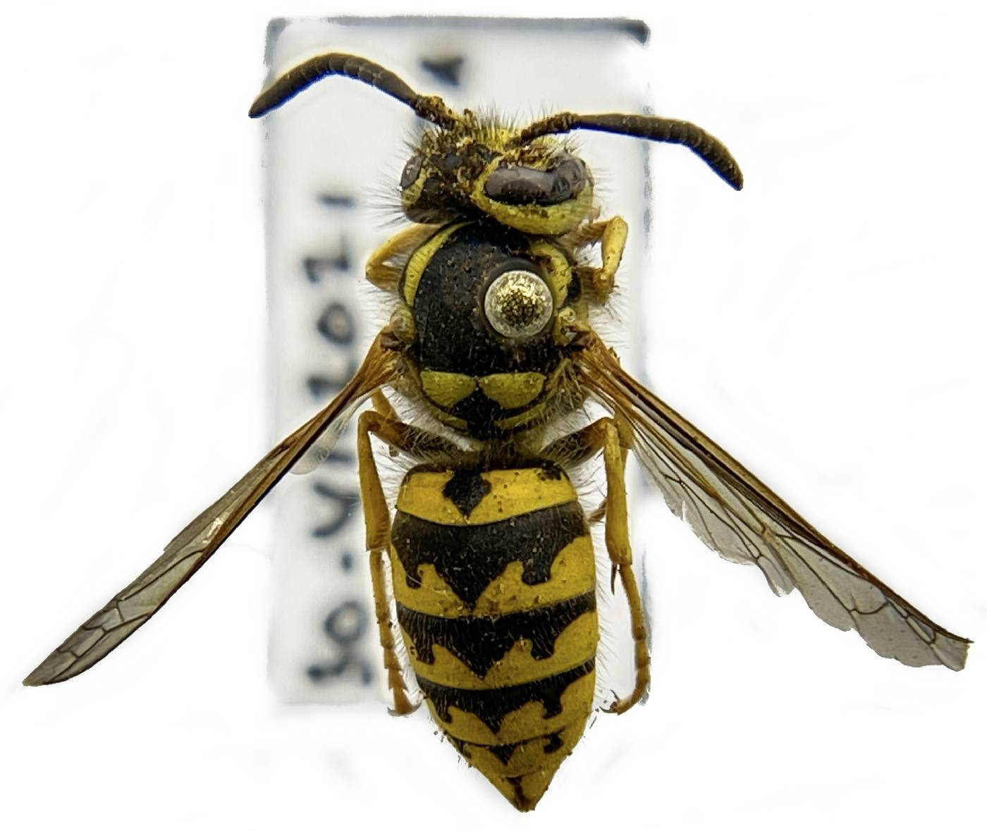 Vespula pensylvanica image