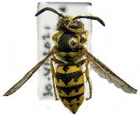 Vespula pensylvanica image