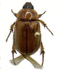 Cyclocephala hirta image