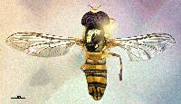 Allograpta obliqua image