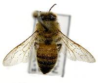 Apis mellifera image