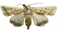 Chloridea virescens image