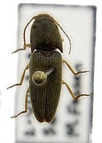 Conoderus exsul image