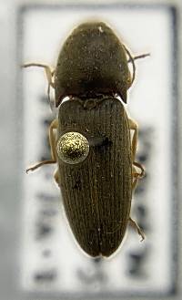 Conoderus exsul image