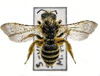 Halictus farinosus image
