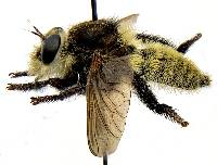 Mallophora fautrix image