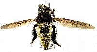 Mallophora fautrix image