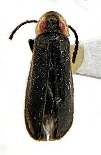 Image of Pyropyga minuta