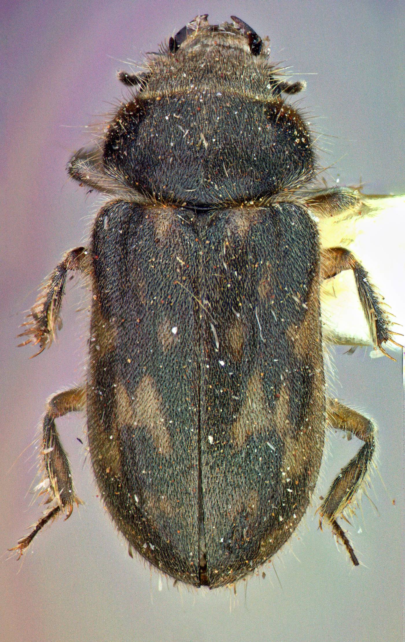 Heteroceridae image