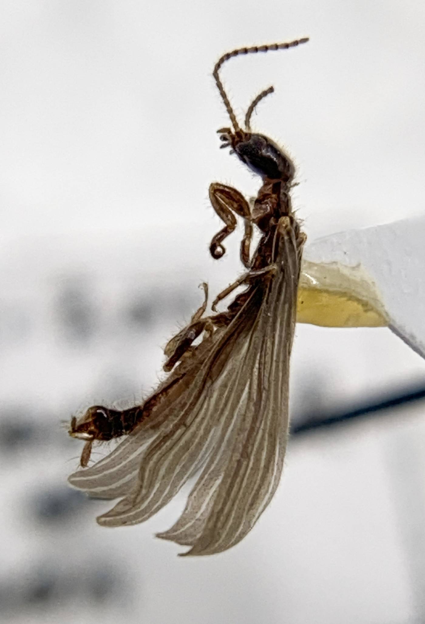 Oligotomidae image