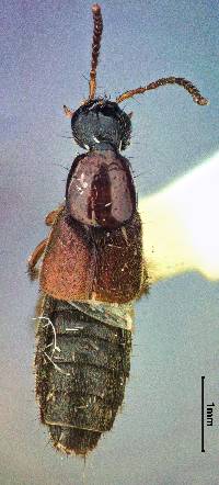 Philonthus innocuus image