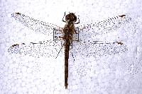 Sympetrum corruptum image