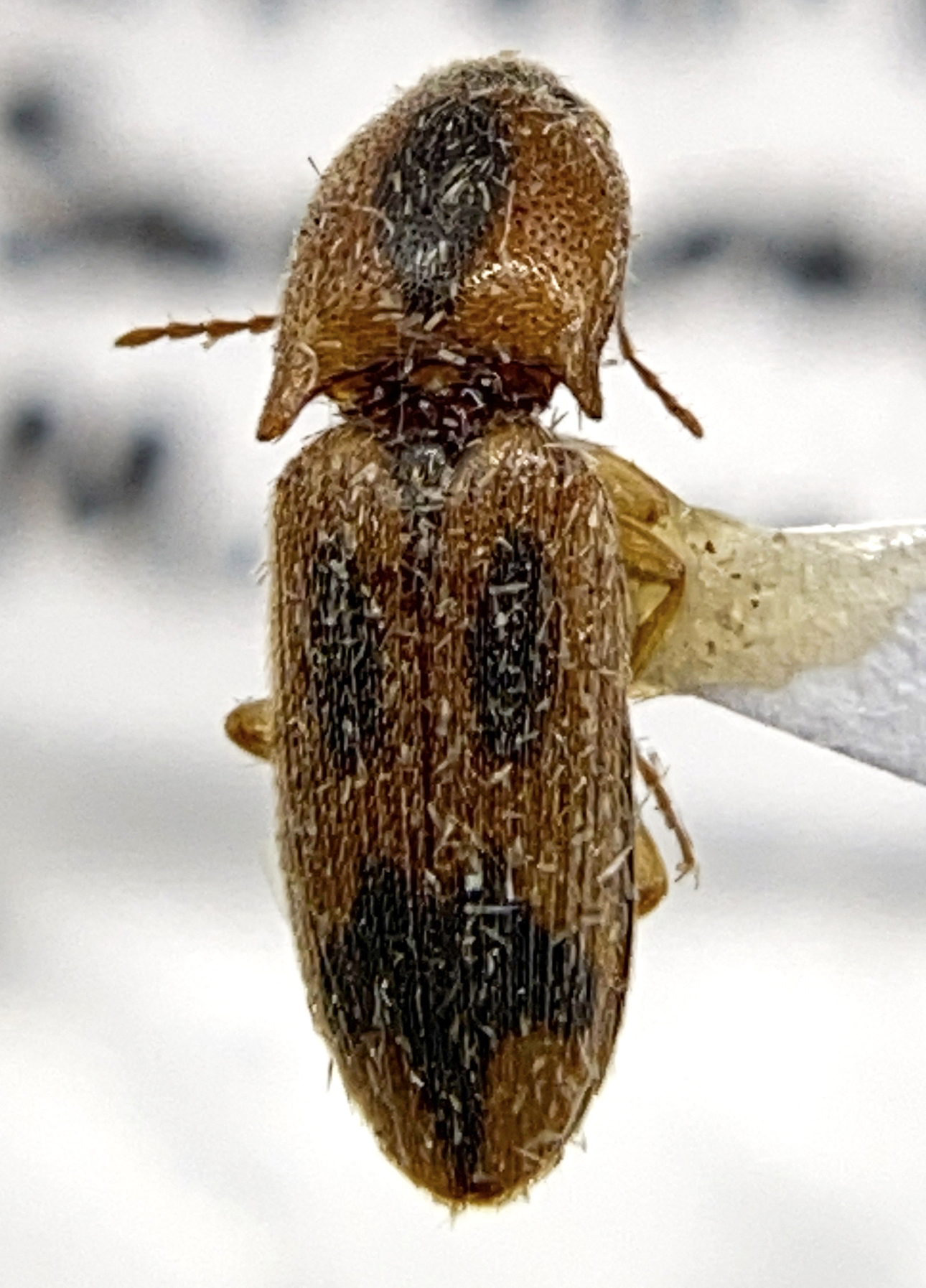 Aeolus livens image