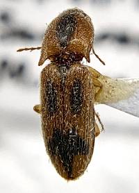 Aeolus livens image