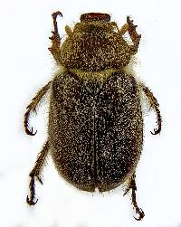 Image of Plectrodes pubescens