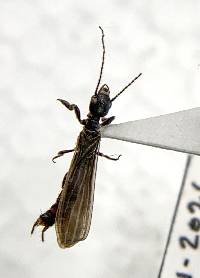 Oligotoma nigra image