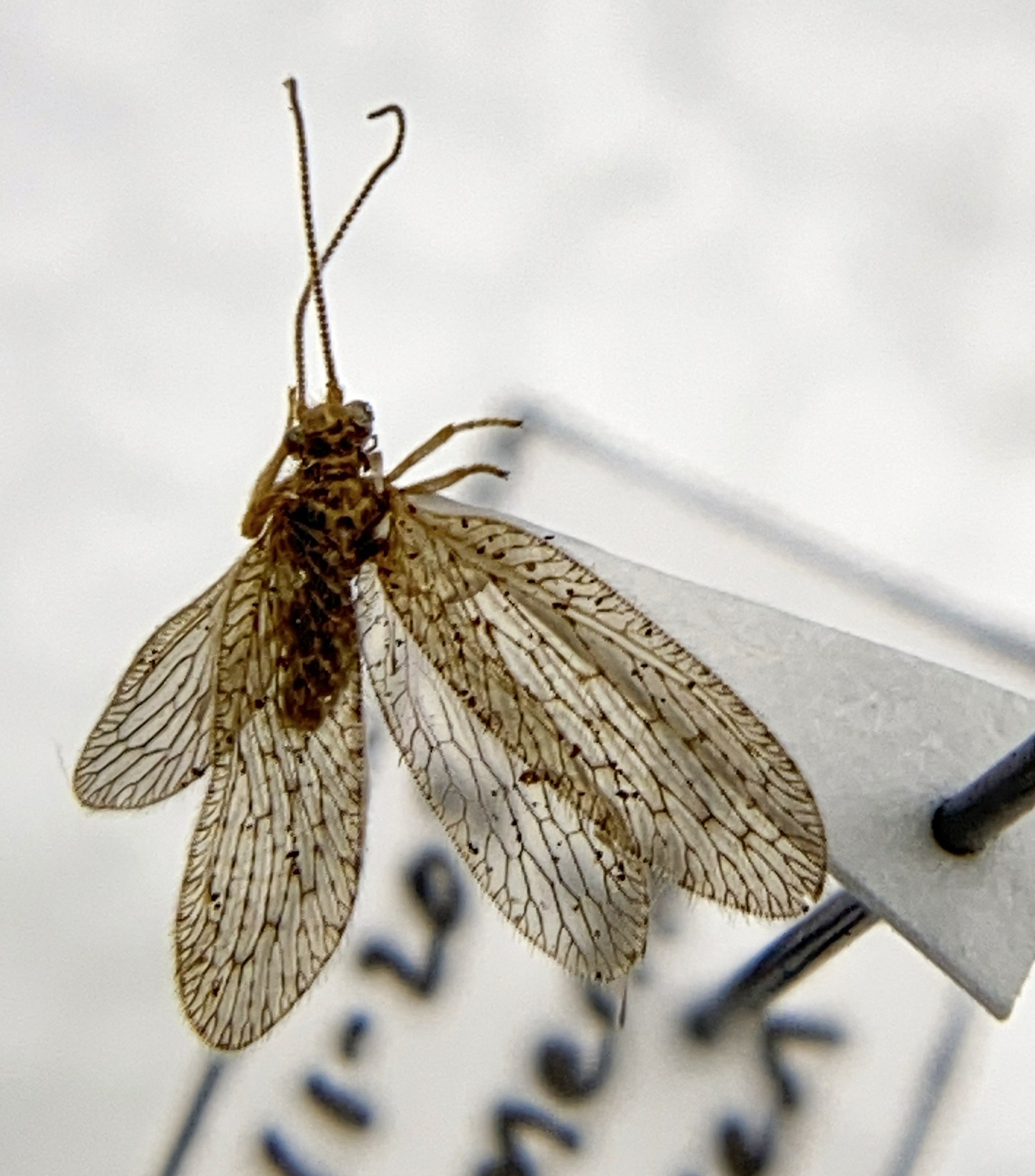 Hemerobiidae image