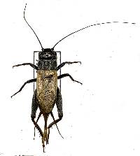 Image of Platygryllus quadristrigatus