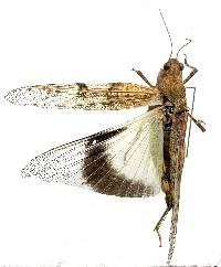Trimerotropis pallidipennis image