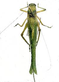 Image of Microcentrum rhombifolium