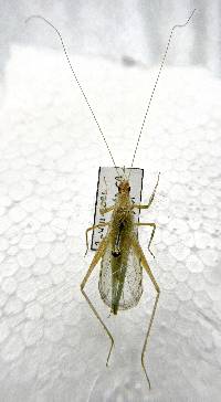Oecanthus rileyi image